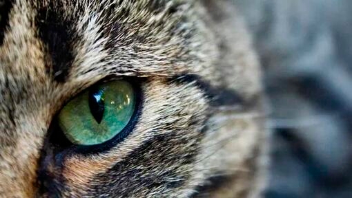 Close up of a cat's green eye