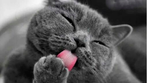 cat licking a paw