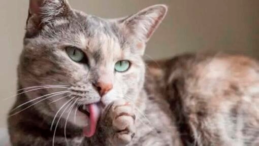 cat with green eyes licking his paws