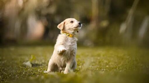 training dog clicker