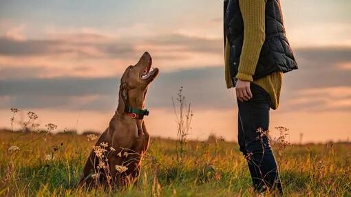 training dog clicker