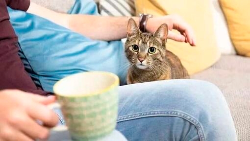owner drinking tea while cat sits besides him