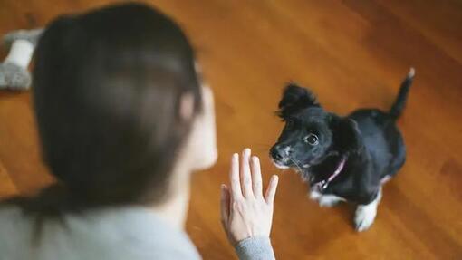 how to teach a dog to roll over