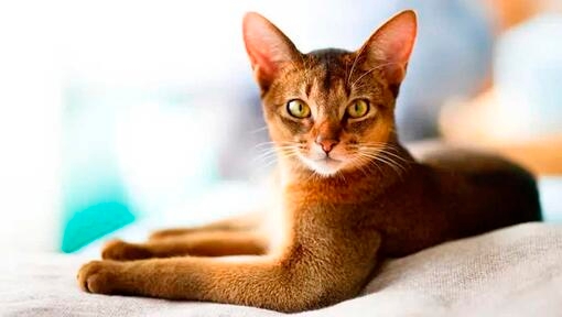 Abyssinian Cat