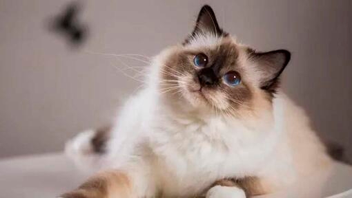 Ragdoll cat