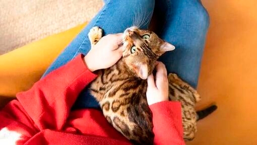  bengal cat sitting on owner's lap