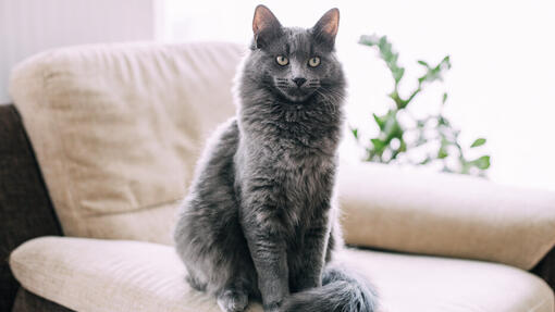 Große Katze sitzt auf einer Couch