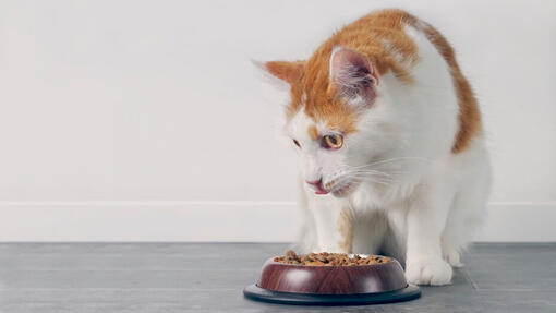 Katze frisst aus einer Schüssel