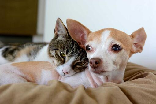 Chien & chat dorment