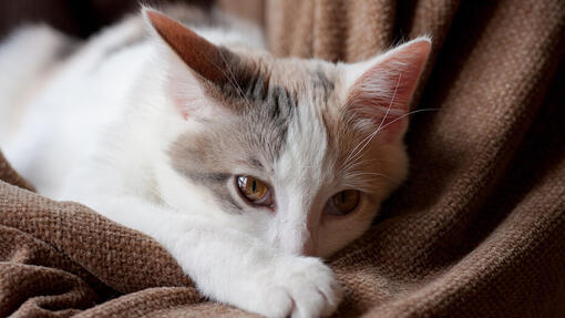 Katze liegt auf einer Couch