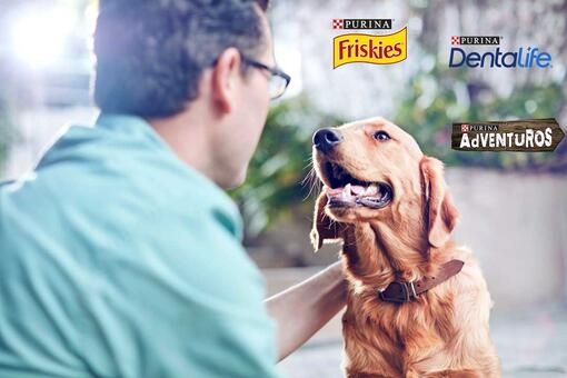 Chien regarde homme