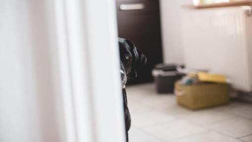 Hund versteckt sich hinter Mauer