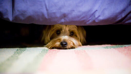 Hund versteckt sich unter dem Bett