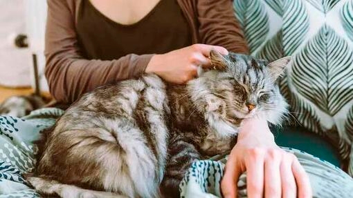 Alles über Fehlgeburten bei Katzen