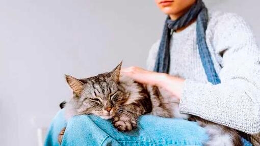 Alles über Fehlgeburten bei Katzen
