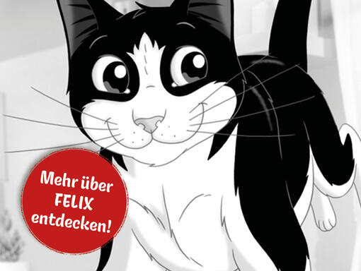 Kater FELIX, der springt