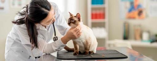 Alles über Fehlgeburten bei Katzen