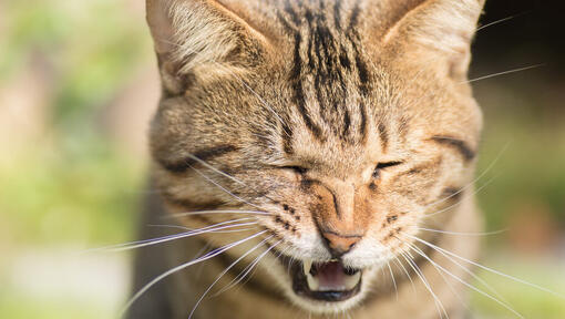 Was ist Niesen bei Katzen?