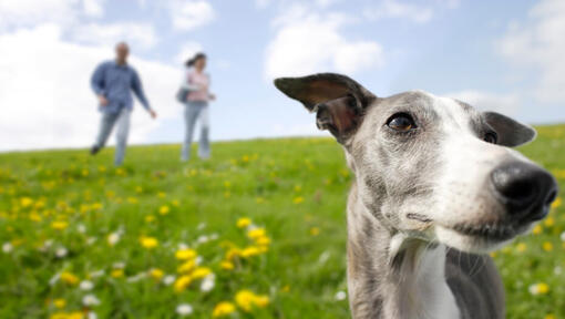 30 erstaunliche Fakten über Hunde