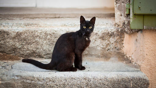 Die besten Namen für schwarze Katzen