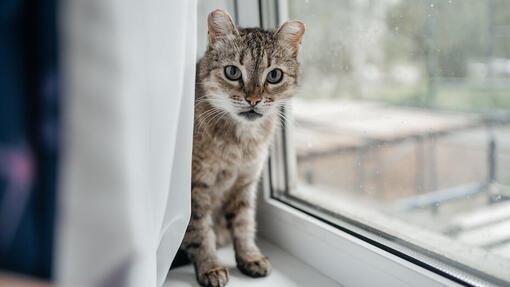 Katze auf Fensterbank