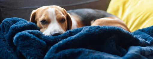Hund in Decken gewickelt