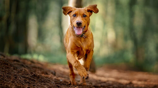 Mit dem Hund im Wald spazieren gehen