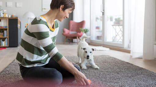 Besitzer und Hund spielen