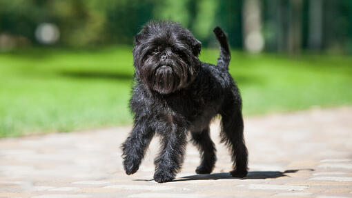 Affenpinscher-Hundespaziergang