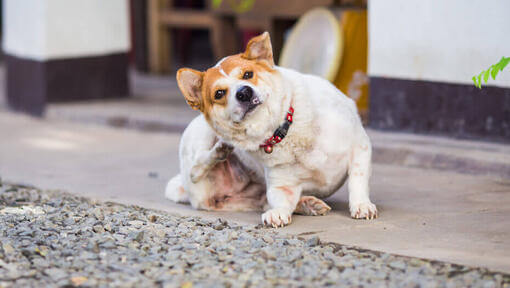 Brauner und weißer Hund kratzt.