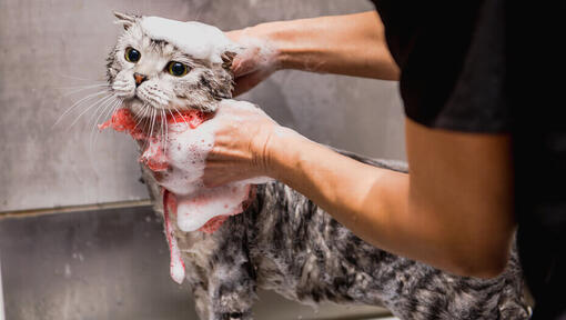 Katze im Bad geschrubbt
