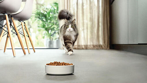 Katze nähert sich Schüssel mit Futter in moderner Küche