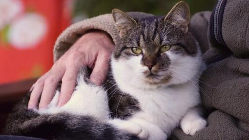 Schilddrüsenüberfunktion bei Katzen –  Leitfaden für Katzenbesitzer