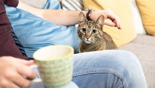 Eine Katze oder ein Kätzchen adoptieren 