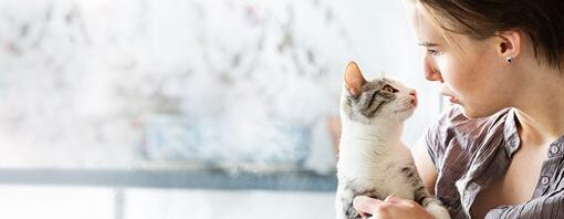 Eine Katze oder ein Kätzchen adoptieren