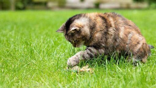 Deinen Garten katzensicher machen