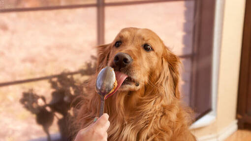 Retriever leckt Erdnussbutter von einem Löffel