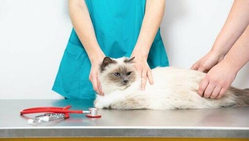 Flauschige weiße Katze auf dem Tierarzttisch.