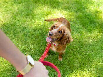 Hund an der Leine schaut Besitzer an