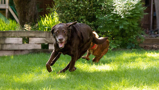 Hund rennt mit einem anderen Hund