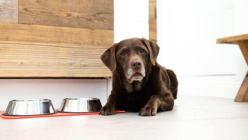 Hund neben Schüsseln