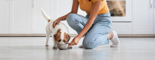 Hund frisst aus weißer Schüssel