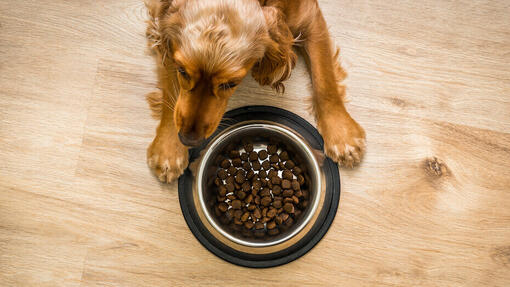 Hund und Futternapf