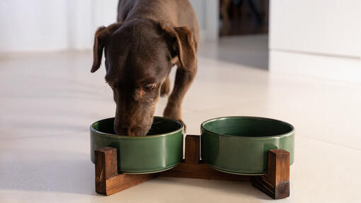 Hund frisst aus grüner Schüssel