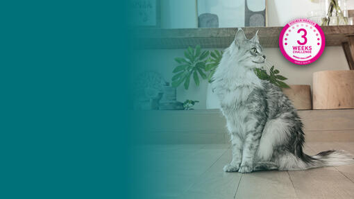 3-Wochen-Testaktion von PURINA ONE