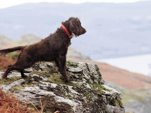 Hund schaut in die Ferne