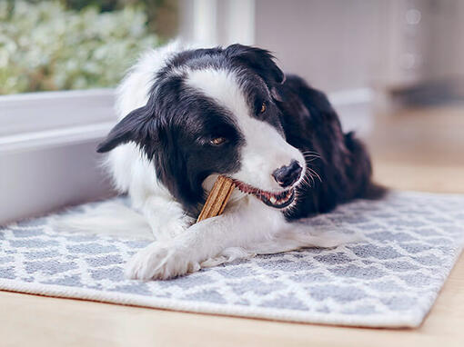 Dentalife Hund mit Packshot