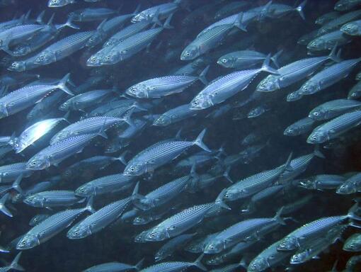 Fische im Meer
