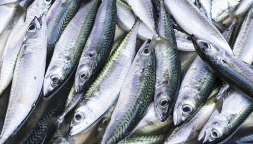 Fische im Meer