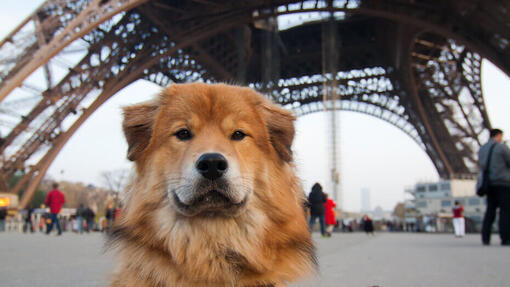 Hund in Frankreich